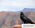 ROUGHLEG anagram