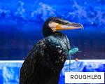 ROUGHLEG anagram