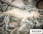 ROUSER anagram