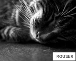 ROUSER anagram
