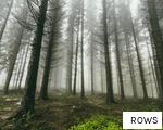 ROWS anagram