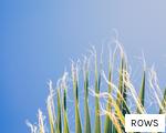 ROWS anagram