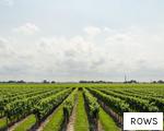 ROWS anagram
