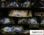 SABICUS anagram