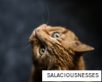 SALACIOUSNESSES anagram