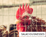 SALACIOUSNESSES anagram