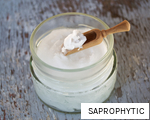 SAPROPHYTIC anagram