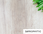SAPROPHYTIC anagram