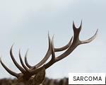 SARCOMA anagram