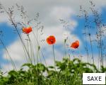 SAXE anagram