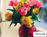 SCILLAS anagram