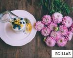 SCILLAS anagram