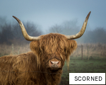 SCORNED anagram
