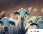 SCORNED anagram