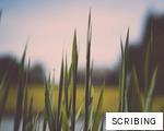 SCRIBING anagram