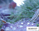 SEAREST anagram