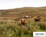 SECKEL anagram