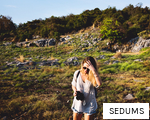 SEDUMS anagram