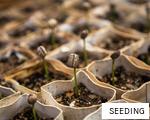 SEEDING anagram