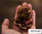 SEEDING anagram