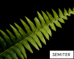 SEMITER anagram