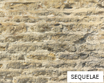 SEQUELAE anagram