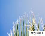 SEQUOIAS anagram