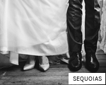 SEQUOIAS anagram