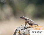 SERPENT anagram