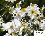 SETAS anagram