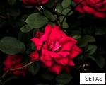 SETAS anagram