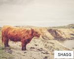 SHAGG anagram