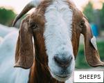 SHEEPS anagram