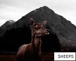 SHEEPS anagram