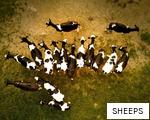 SHEEPS anagram