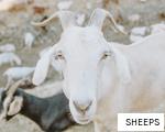 SHEEPS anagram