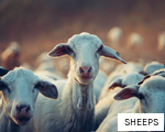 SHEEPS anagram