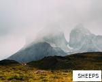SHEEPS anagram