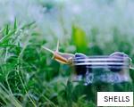 SHELLS anagram