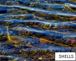 SHELLS anagram