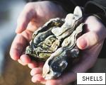 SHELLS anagram
