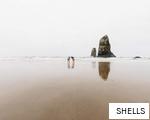 SHELLS anagram