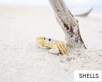 SHELLS anagram