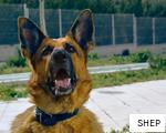 SHEP anagram