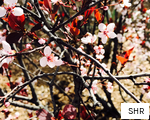 SHR anagram