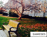 SIAMESES anagram