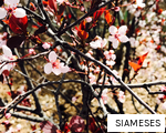 SIAMESES anagram