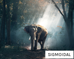 SIGMOIDAL anagram