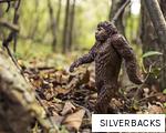 SILVERBACKS anagram
