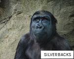 SILVERBACKS anagram